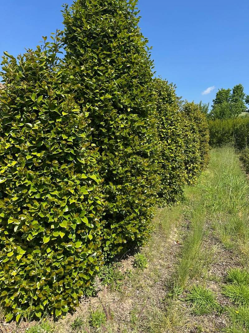 A tall clipped hedging column grown as a screen