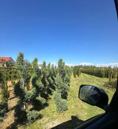 Young conifers growing in straight rows