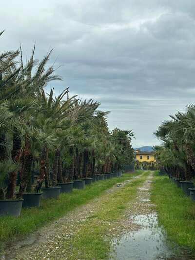 Fan palms growing in open ground