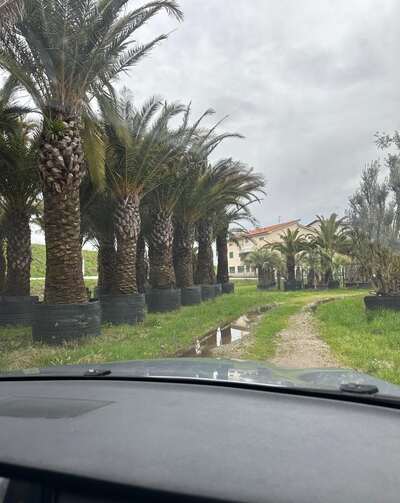 An avenue of mature palms in containers
