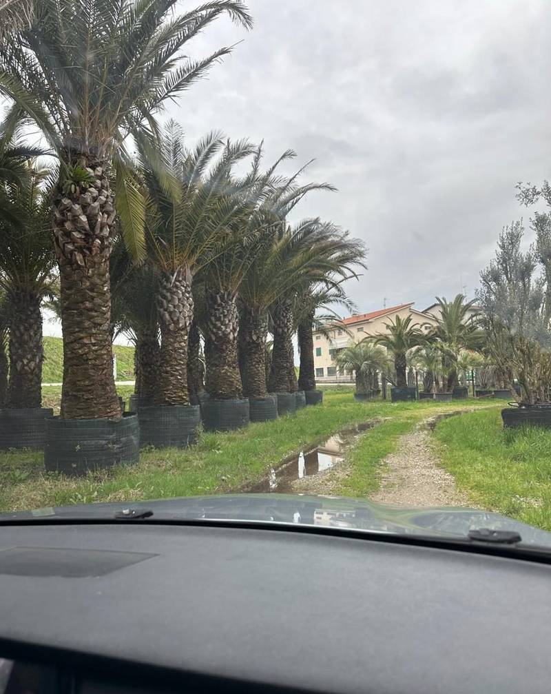 An avenue of mature palms in containers