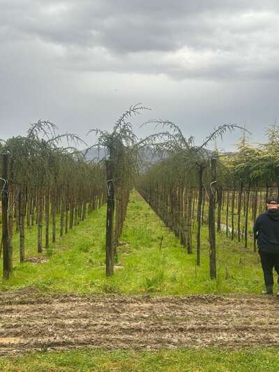 Staked weeping specimen trees in rows