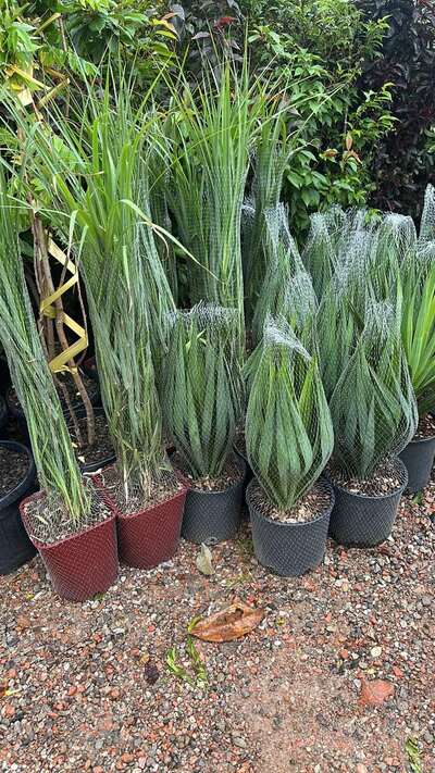 Potted ornamental grasses and yuccas