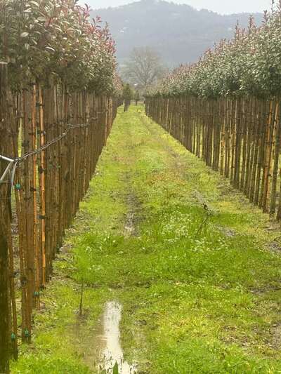 Rows of red-tipped hedging plants