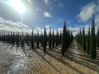 Rows of cypress trees in low sunlight
