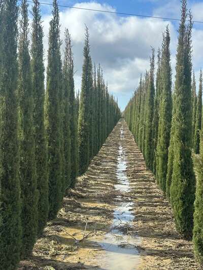 Wet cypress rows with standing water between them