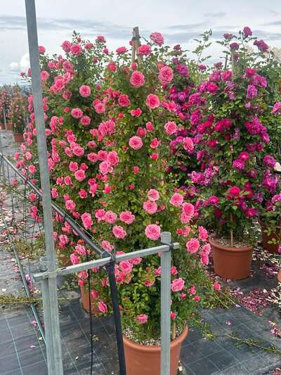 Pink roses in flower, growing in pots