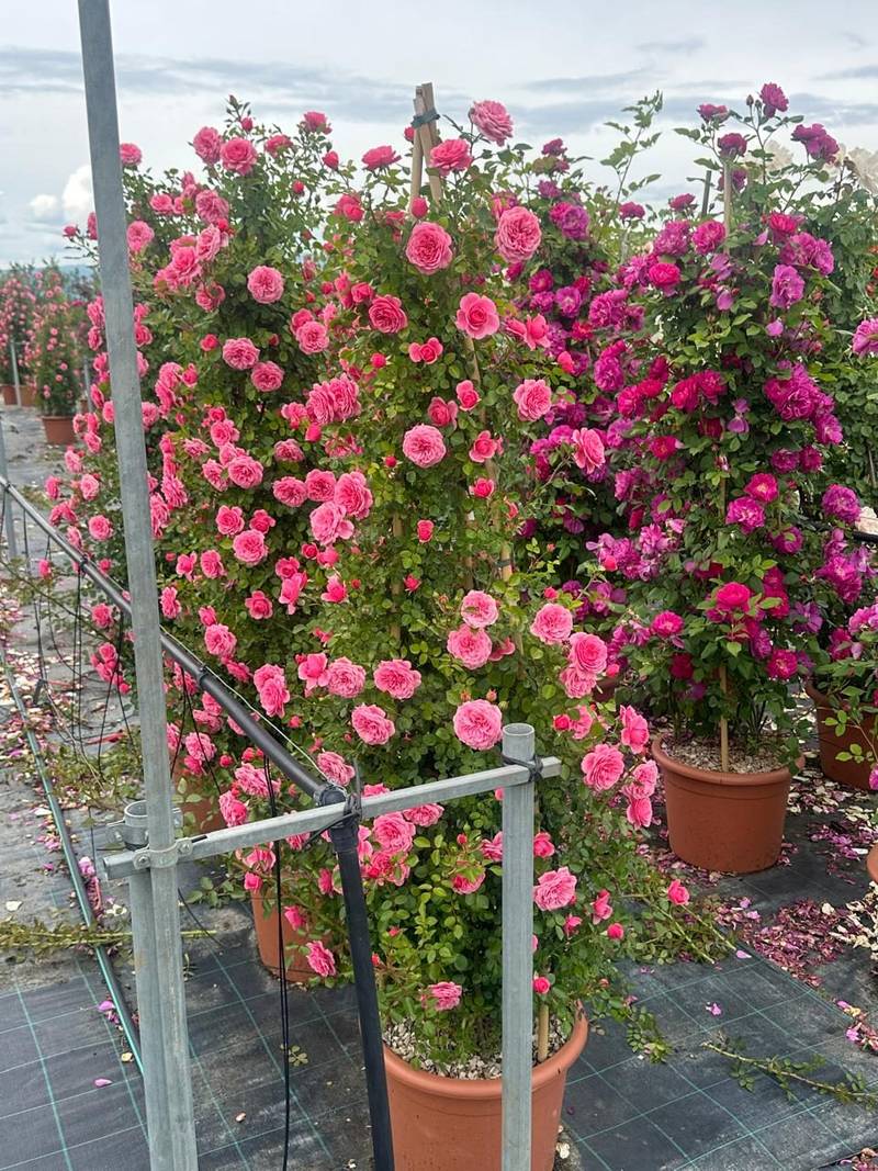Pink roses in flower, growing in pots