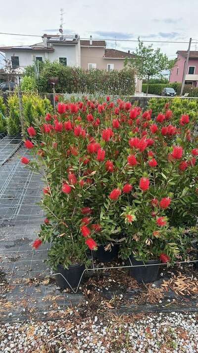 Red flowering shrubs in containers