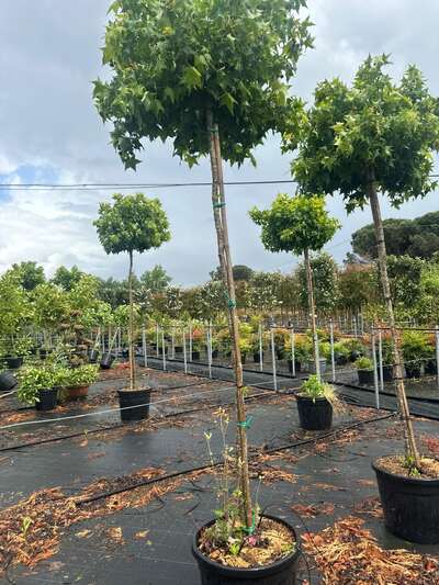 Standard trees with clear stems in containers