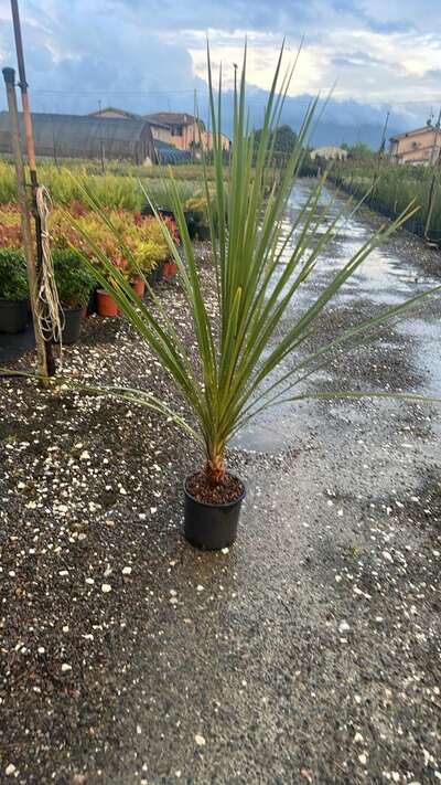 A staked specimen plant in a container