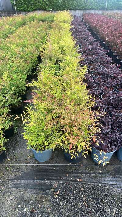 Rows of shrubs sorted by foliage colour
