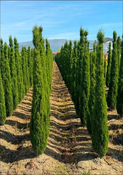Evenly spaced cypress trees growing in the field