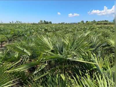 A field of fan palms in open ground