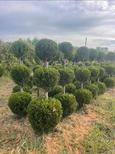 Field-grown topiary balls in rows