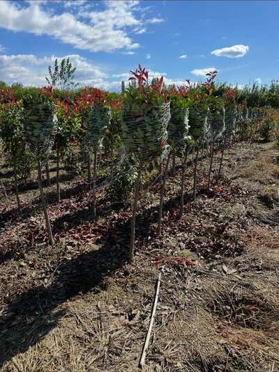Young hedging plants freshly planted in rows