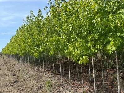 Young trees growing in nursery rows