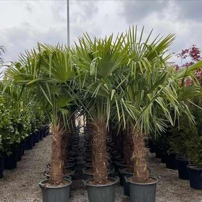 Fan palms in containers, ready to move
