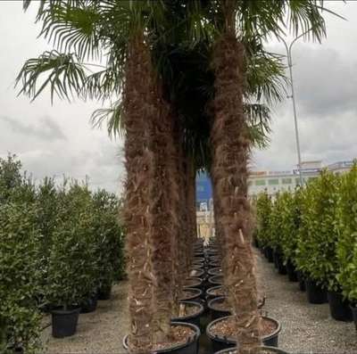 Tall palms with thick fibrous trunks