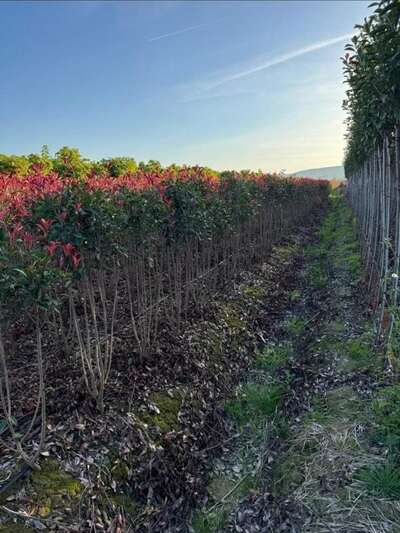 Hedging growing beside red-tipped shrubs