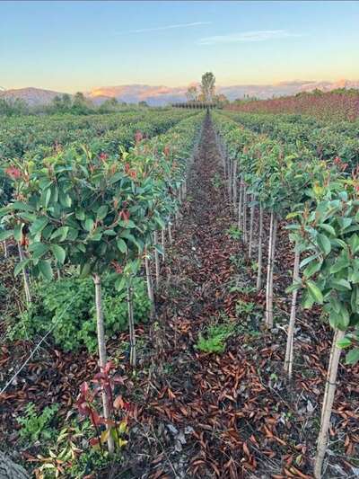 Nursery rows photographed at dusk