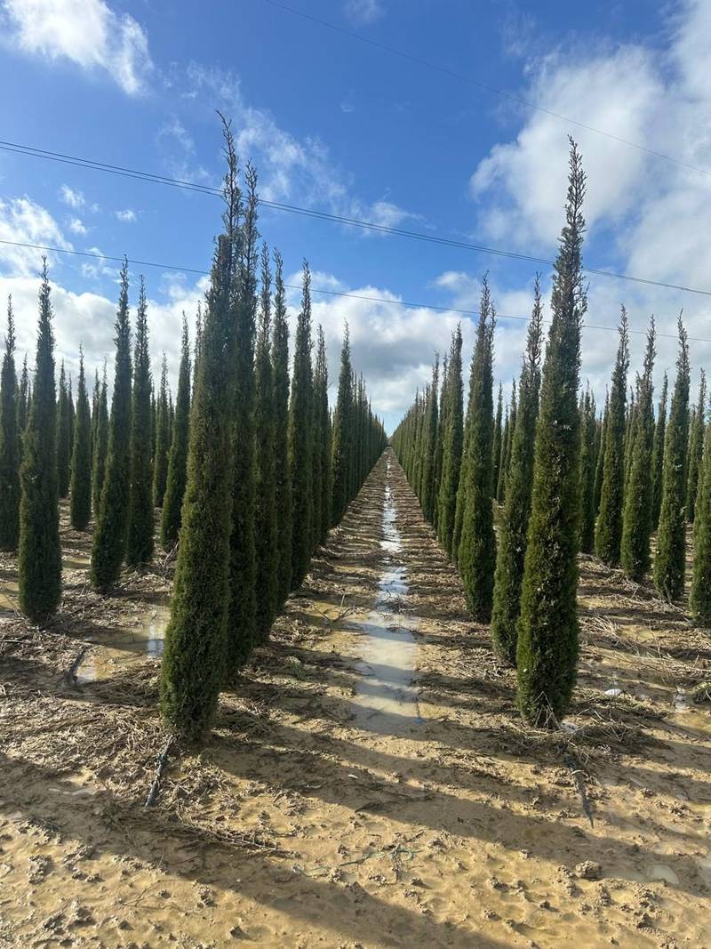 A long avenue of tall cypress trees