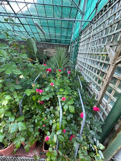 Climbing Rose — Rosa