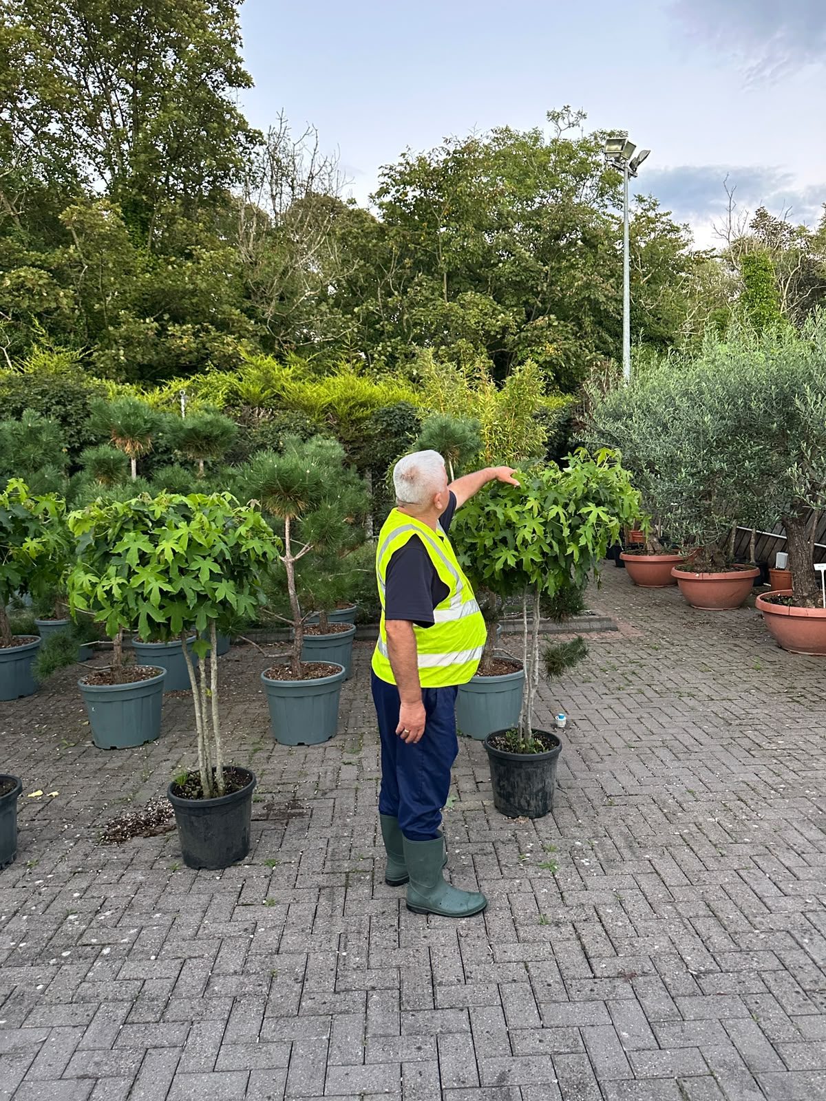 Fruit trees at Italy Gardens & Nursery