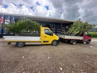 Two lorries loaded with trees and shrubs