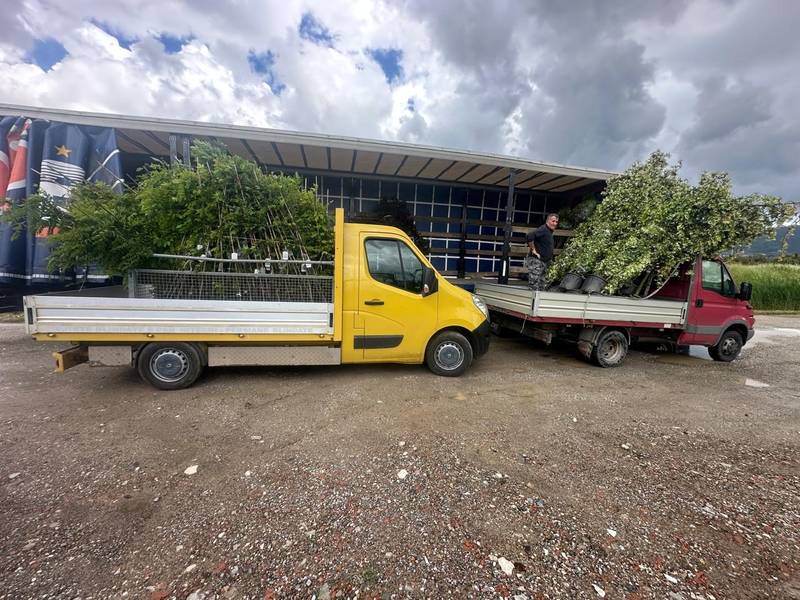 Two lorries loaded with trees and shrubs