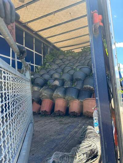 Stacked plant pots secured inside a trailer
