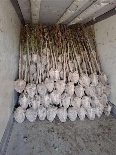 Root-balled trees wrapped in hessian and stacked