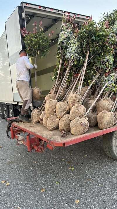 A worker loading root-balled specimen trees onto a trailer