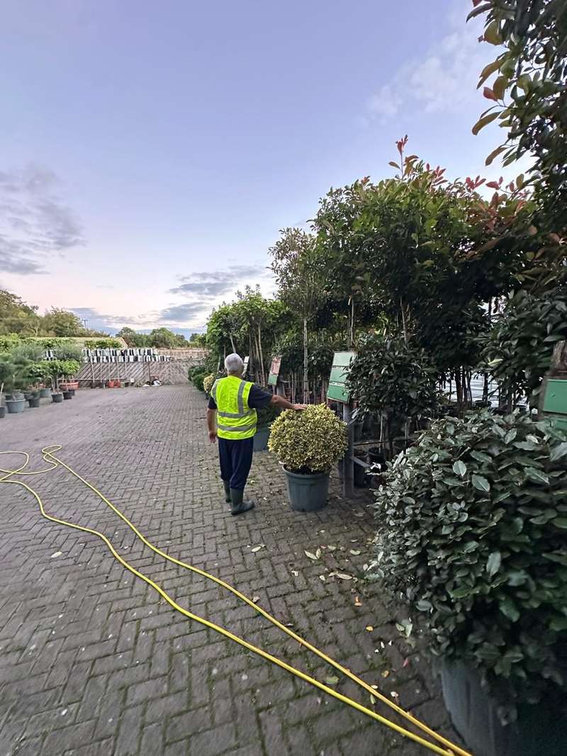 Rows of Photinia Red Robin standards in pots in our yard
