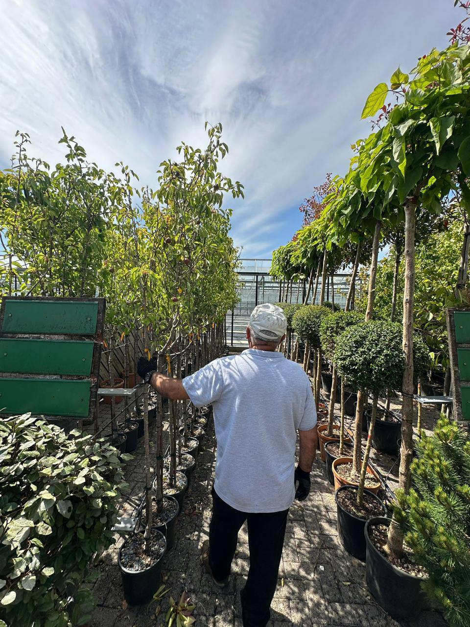 Trees at Italy Gardens & Nursery