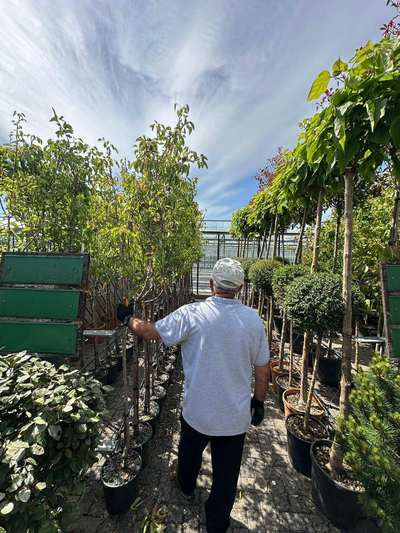 Pear  Tree — Catalpa bignonioides