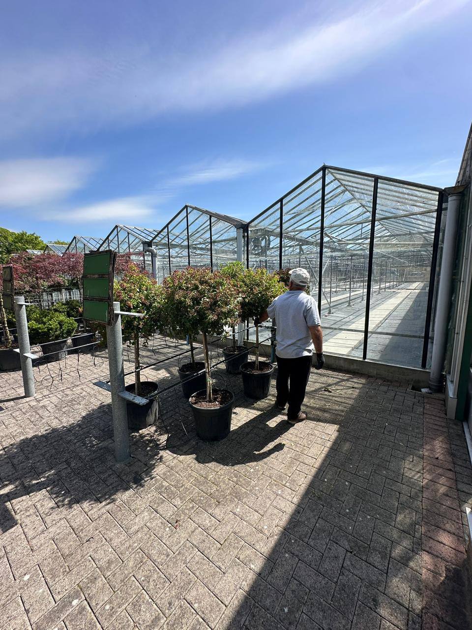 Shrubs & climbers at Italy Gardens & Nursery