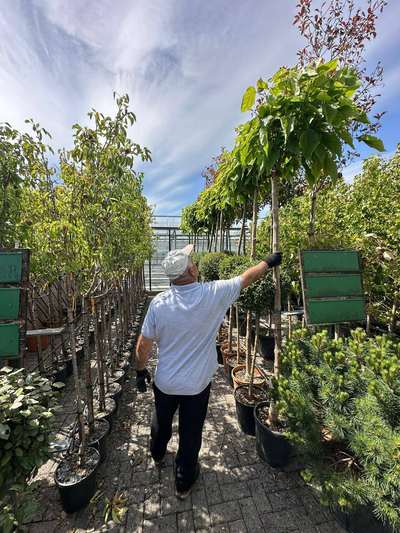 Indian Bean Tree — Catalpa bignonioides 'Nana'