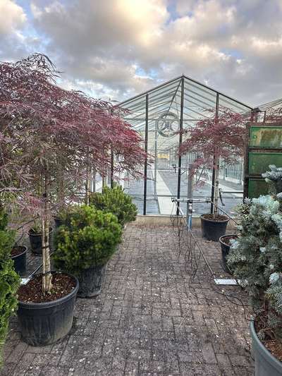 Japanese Maple Bloodgood — Acer palmatum 'Bloodgood'
