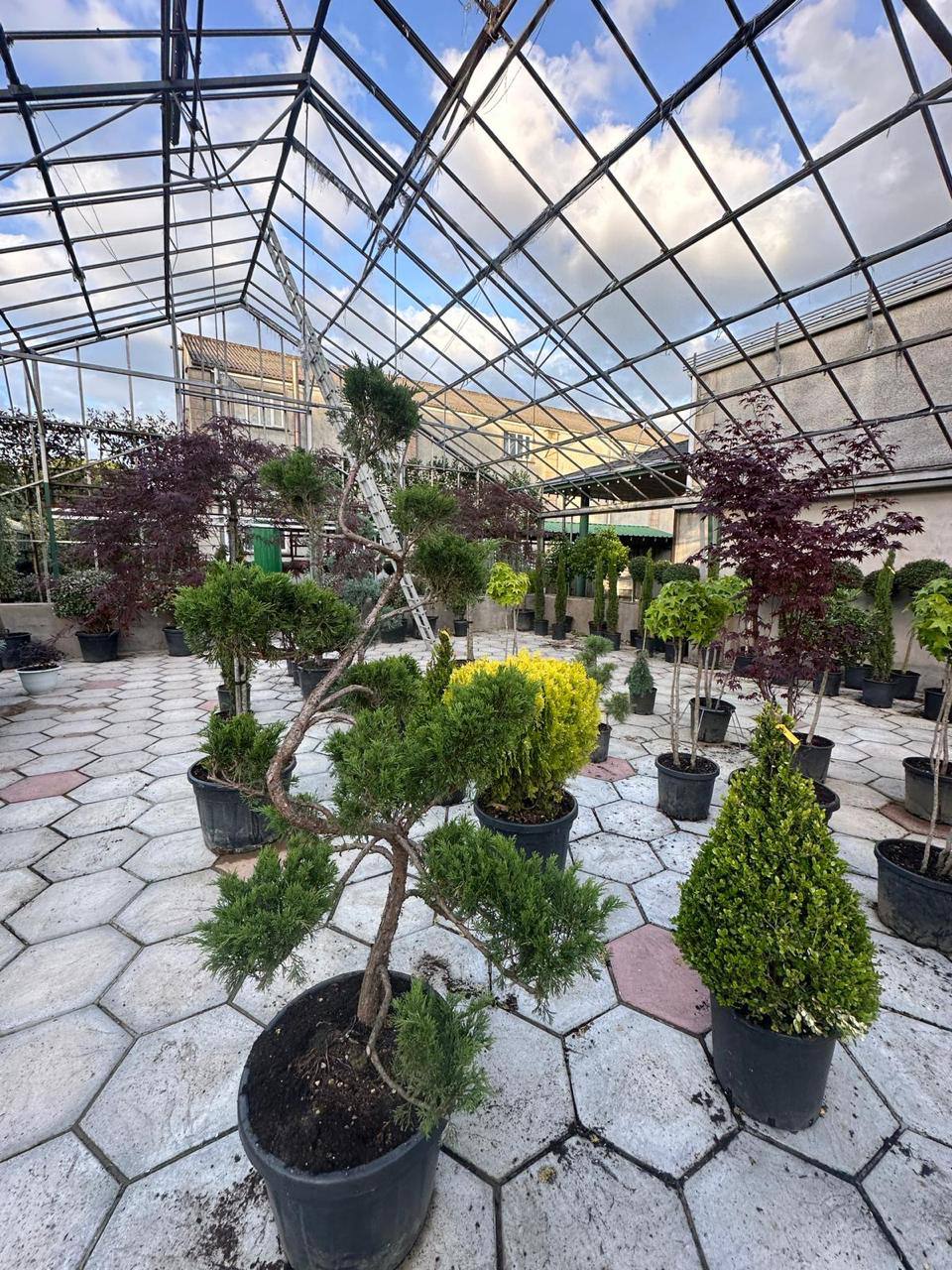 Evergreens & conifers at Italy Gardens & Nursery