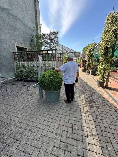 Common Box — Buxus sempervirens