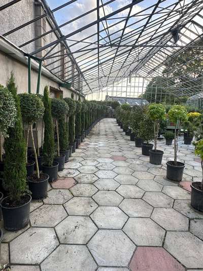 Portuguese Laurel Topiary Ball — Prunus lusitanica 'Angustifolia'