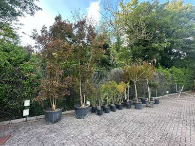 Japanese Maple — Acer palmatum