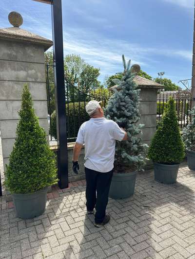 Colorado Blue Spruce — Picea pungens 'Glauca Globosa'