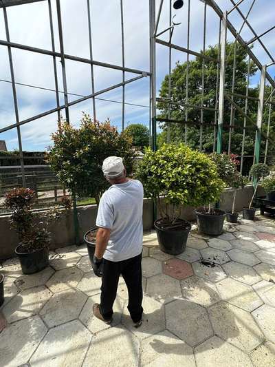 Photinia Red Robin — Photinia x fraseri 'Red Robin'