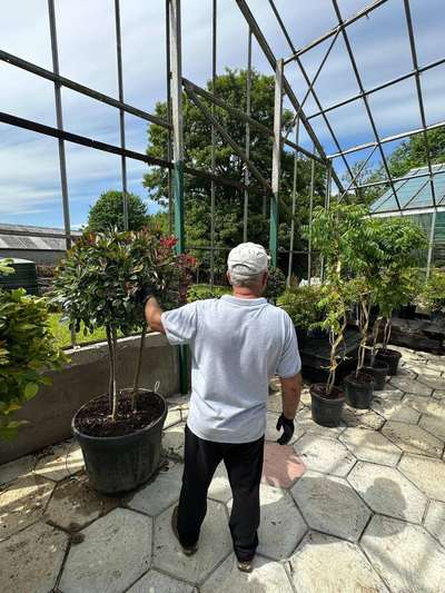 Photinia Red Robin — Photinia x fraseri 'Red Robin'