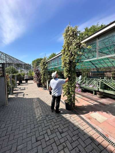 Star Jasmine — Trachelospermum jasminoides