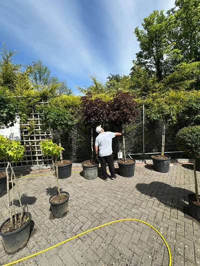 Crimson King Maple — Acer platanoides 'Crimson King'