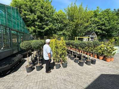 Portuguese Laurel Standard Tree — Prunus lusitanica 'Angustifolia'