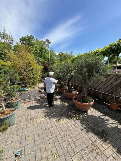 Olive Tree — Olea europaea